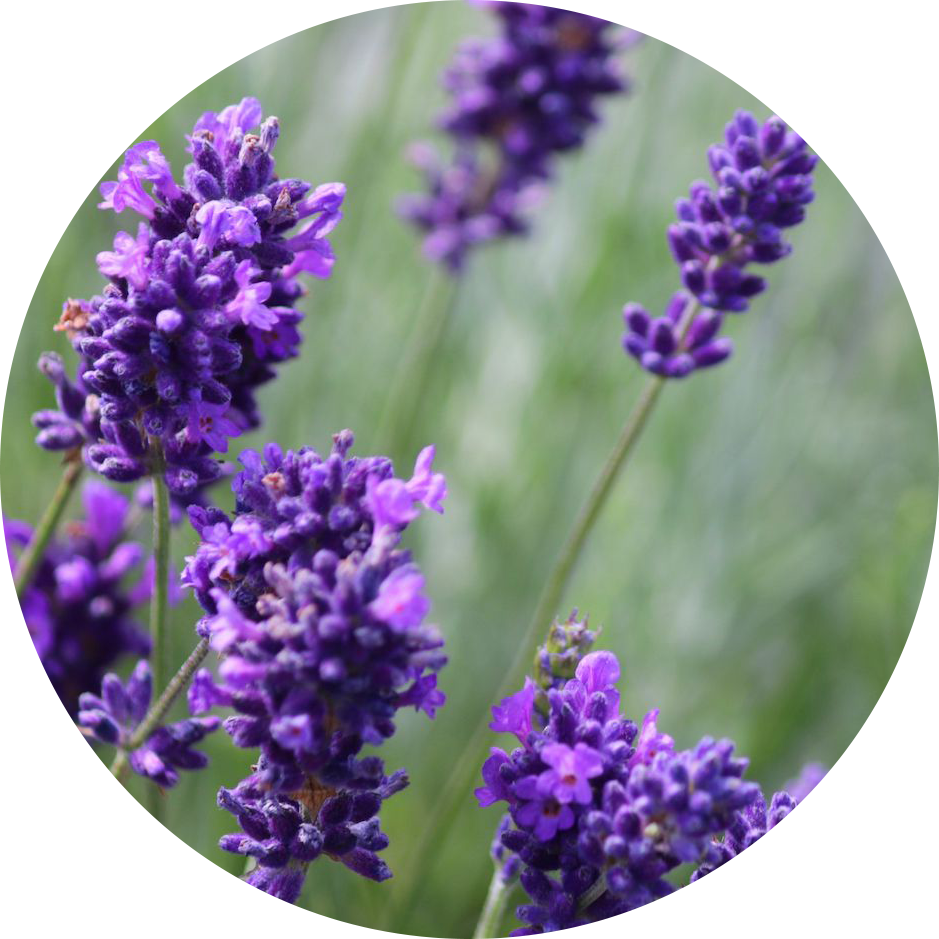 INCI - Esenciálny olej levanduľa (Lavandula Angustifolia Oil))